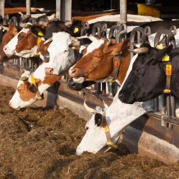 Row of feeding cows in open barn on dutch organic farm Stock Photos
