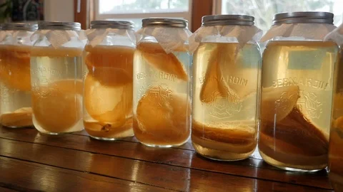 Row of Fermented Kombucha in Jars with SCOBYs Video stock 119994070