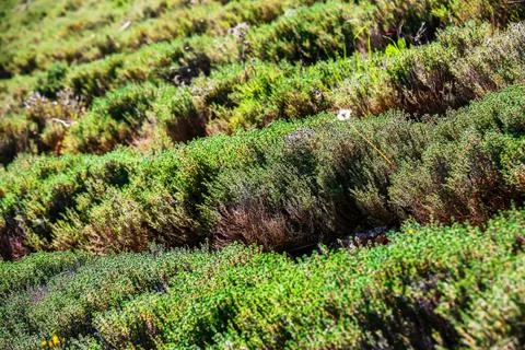 Row field of thyme during spring Stock Photos
