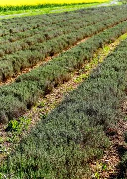 Row field of thyme during spring Foto stock