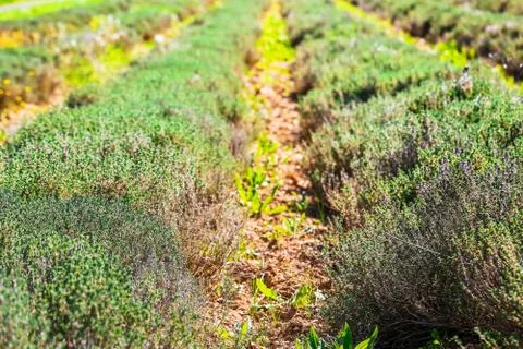 Row field of thyme during spring Stock Photos