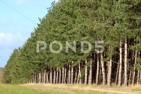 Row of firs Stock Photos