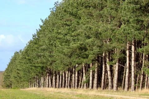 Row of firs Stock Photos