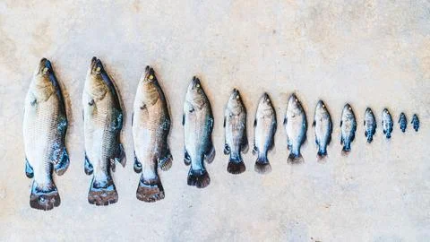 In row, fish of different sizes. Stages of fish growth. Stock Photos