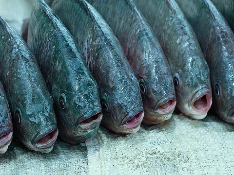 Row of Fish at Market Video stock 77373471