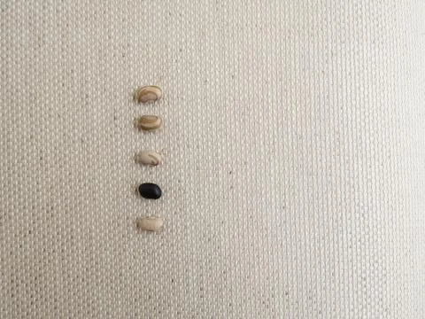 Row with five beans, carioca beans and black beans. Stock Photos