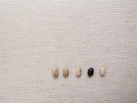 Row with five beans, carioca beans and black beans. Stock Photos