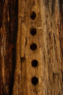 Row of Five Holes Bored Into Tree Trunk 写真素材