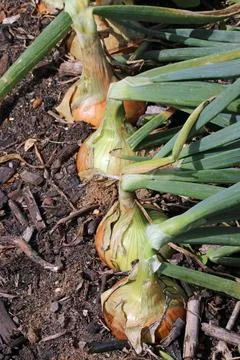Row of five onions in close up in a vegetable garden Foto stock