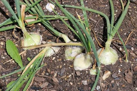 Row of five onions in close up in a vegetable garden 写真素材