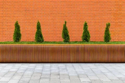 Row of five small conical thuja trees in front of red brick wall and parametric Stock Photos