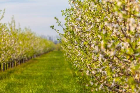 A row of flowering trees in spring in an apple orchard Stock Photos