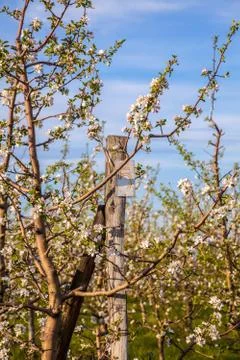 A row of flowering trees in spring in an apple orchard Stock Photos