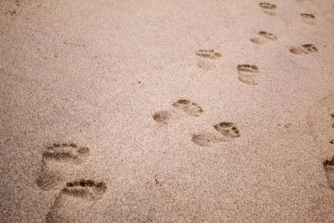 A row of footprints in the sand Foto stock