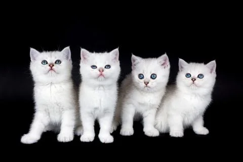 Row of four white kittens on black background Stock Photos