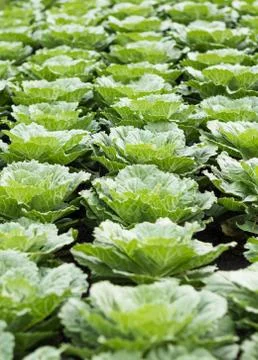 Row of Fresh Cabbage Stock Photos