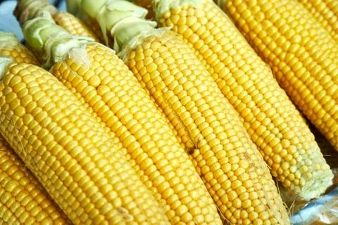 Row of fresh corn cob Stock Photos