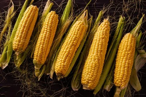 Row of fresh corncobs with outer leaves open Стоковые фото