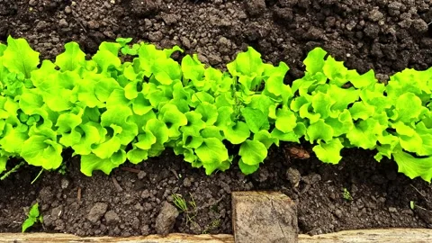 Row of fresh green lettuce growing in garden soil bed with small frog Stock Footage 336661654