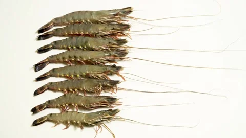 Row Of Fresh Raw Black Tiger Shrimps Isolated On White Background 4K Stock Footage 322148675