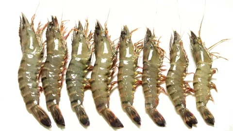 Row Of Fresh Raw Black Tiger Shrimps Isolated On White Background 4K Stock Footage 322148776