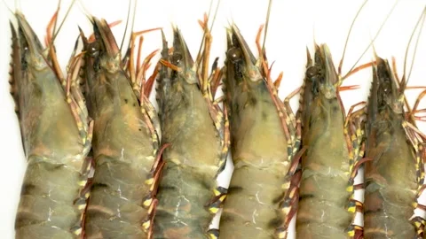 Row Of Fresh Raw Black Tiger Shrimps Isolated On White Background 4K Stock Footage 322148777