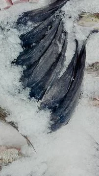 Row of fresh raw mackerel fish chilled on crushed ice at a fish market counte Stock Photos
