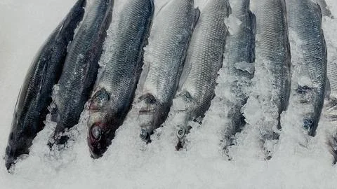 Row of fresh raw silver fish chilled on crushed ice at a supermarket counter Stock Photos