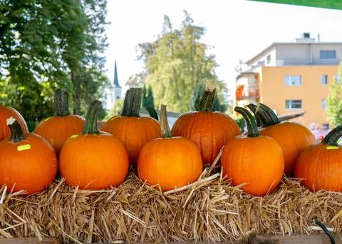 Row of fresh round orange pumpkins resting on straw bales at an outdoor aut.. 库存照片