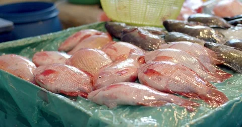Row of fresh ruby red fish and Fresh tilapia fish on ice in market. Stock Footage 254197877