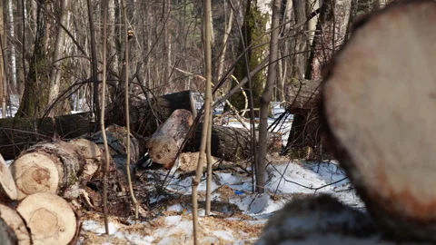 Row of freshly cut tree logs lying in snowy winter forest Vidéo 331750779