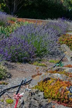 A row of fully blooming aromatic lavender plants with drip water line Stock Photos