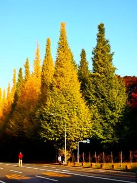 Row of ginkgu tree Stock Photos