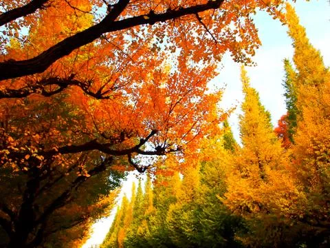 Row of ginkgu tree2 Stock Photos