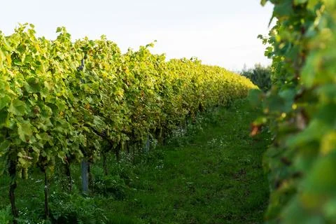 Row of grape bushes, vineyard Stock Photos