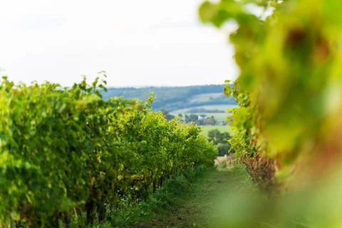 Row of grape bushes, vineyard Stock Photos