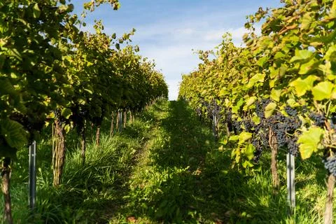 Row of grape bushes, vineyard Stock Photos