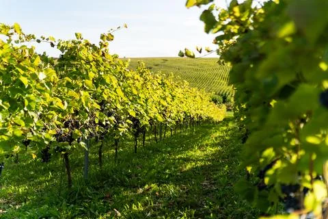 Row of grape bushes, vineyard Stock Photos
