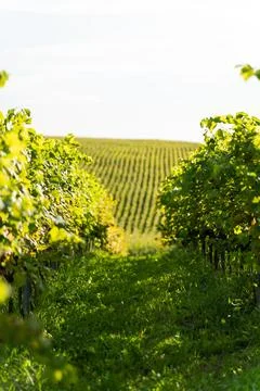 Row of grape bushes, vineyard Stock Photos