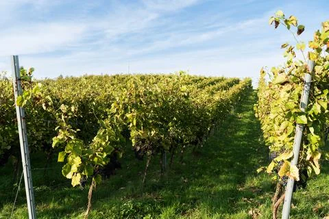 Row of grape bushes, vineyard Foto stock