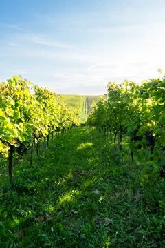 Row of grape bushes, vineyard Foto stock