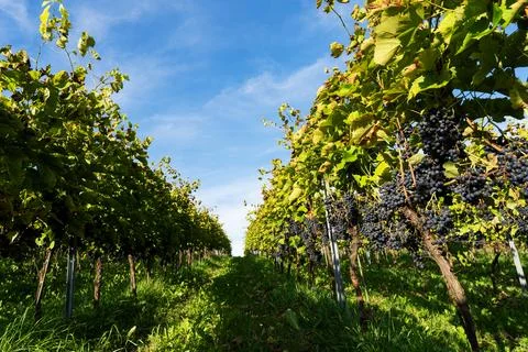 Row of grape bushes, vineyard Stock Photos