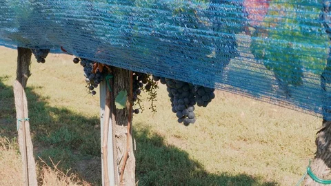 Row of grape covered by blue bird protection net in vineyard Stock Footage 120678907