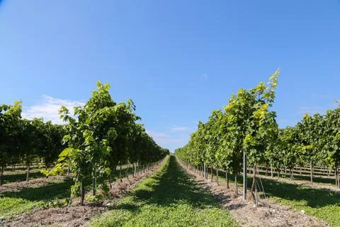 A row of grape vines with a clear blue sky in the background Foto stock