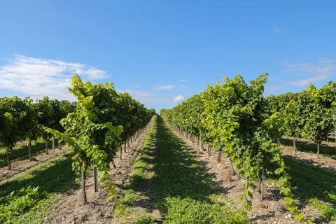 A row of grape vines with a clear blue sky in the background Foto stock