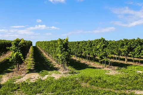 A row of grape vines with a clear blue sky in the background Stock Photos