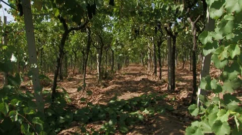 Row of grape vines Video stock 12719157