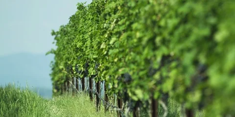 Row of grape vines in the vineyard Stock Footage 103821194