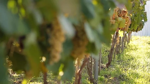 A row of grapes in the garden. Stock Footage 127321739