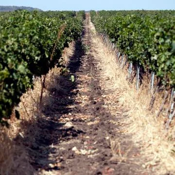 Row of grapes Stock Photos